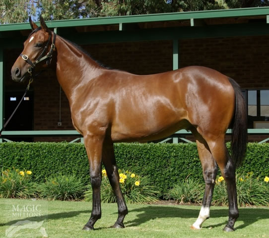 DISCORSI - DANE SHAKIRA COLT