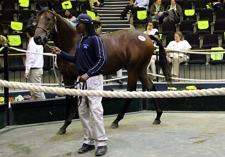 SOUTH AFRICAN RECORD-BREAKER Dynasty - Arabian Jazz colt makes ZAR 4.25 million in Johannesburg