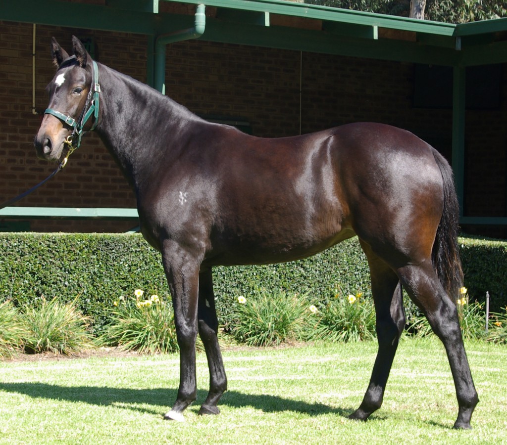 LOT 16 MUSKET - TRIMAGIC FILLY