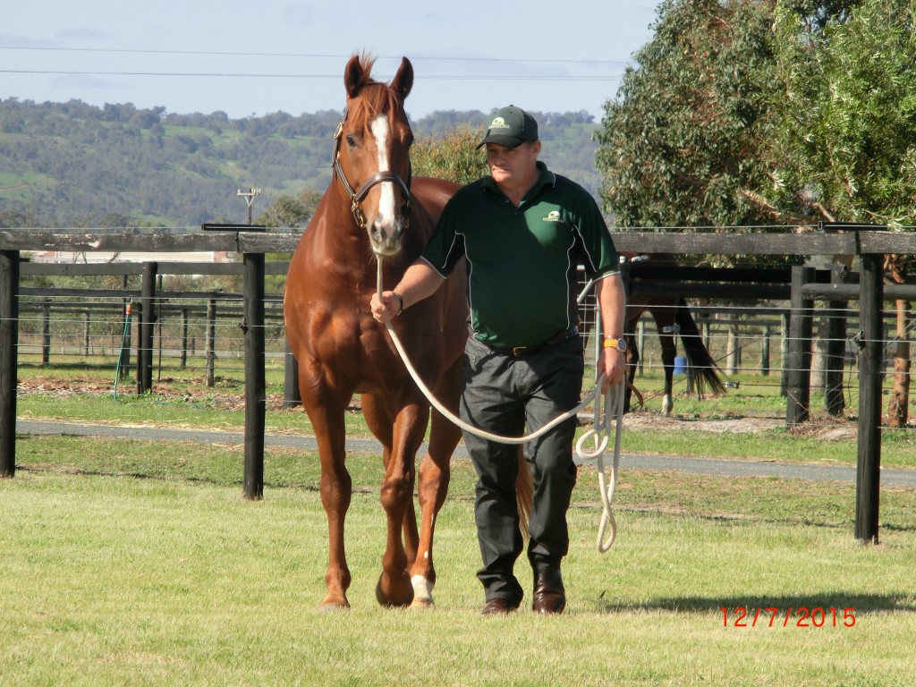 SAFEGUARDOn parade with Mogumber Park stud manager Mike Seymour-East