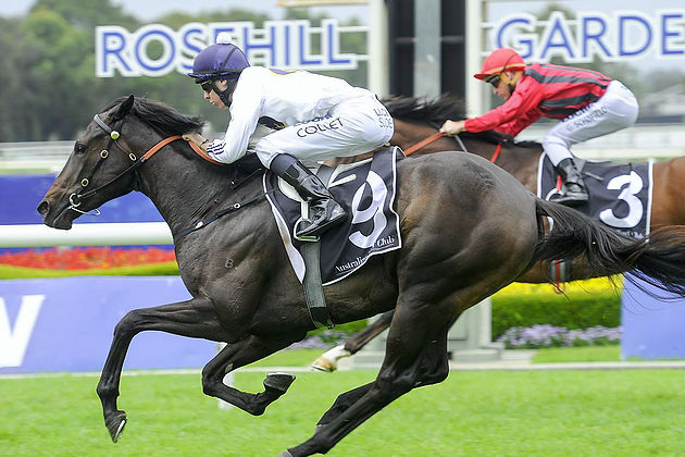YANKEE ROSE