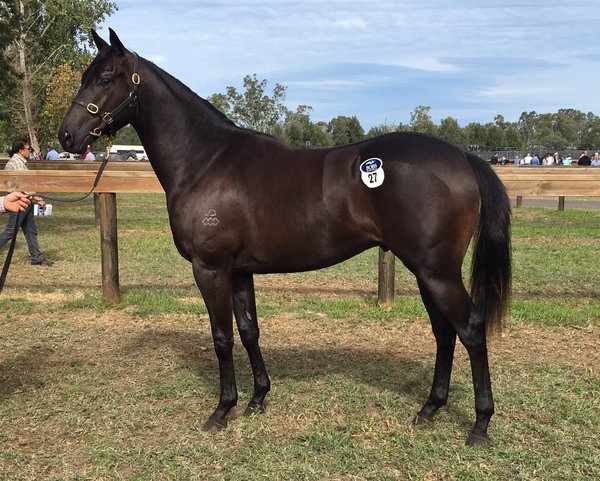 All American – Accomplishment colt sold for $50,000 at Scone