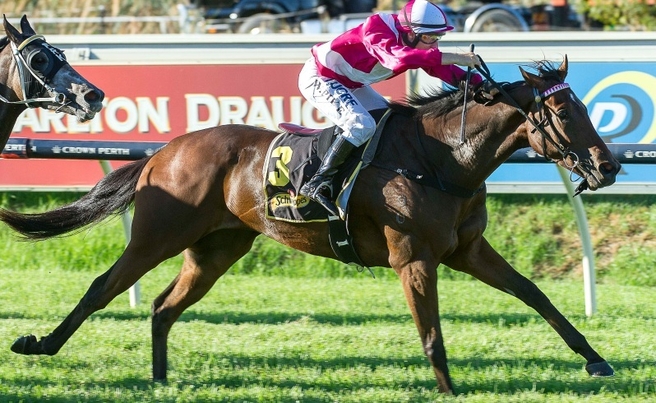 Respondent wins the WATC Derby for jockey William Pike. Picture: Hollands Photographics