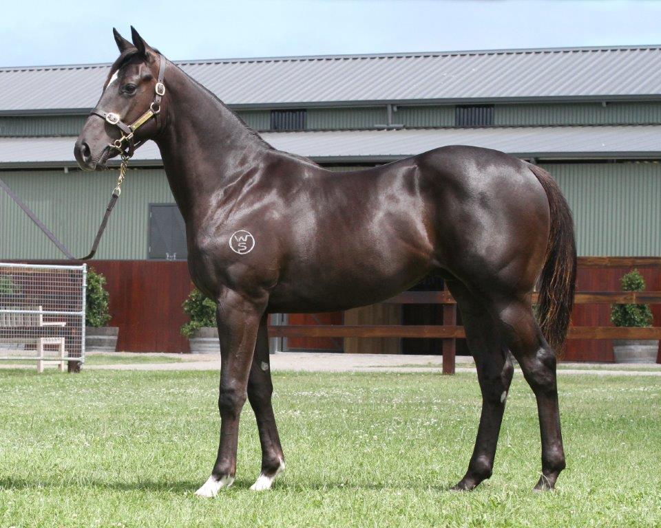 Grexit pictured as a yearling at Musk Creek