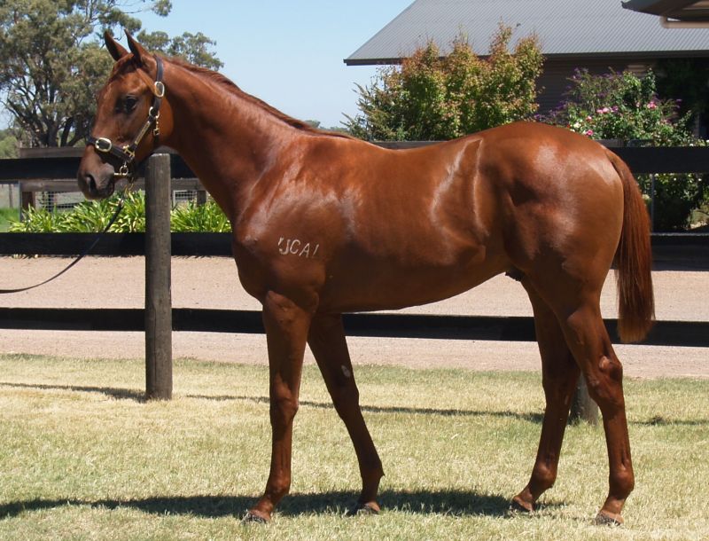 SASSOONPictured before last year's Melbourne Premier yearling sale