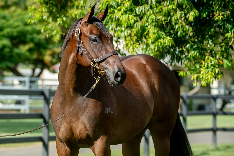 Gold Front sells six-figure fillies on Gold Coast