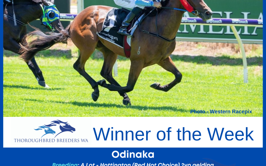 Odinaka – TBWA Winner of the Week