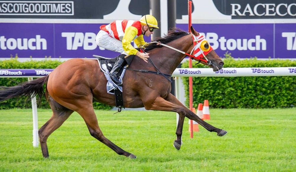 Snitzel sires vie for Second-season title