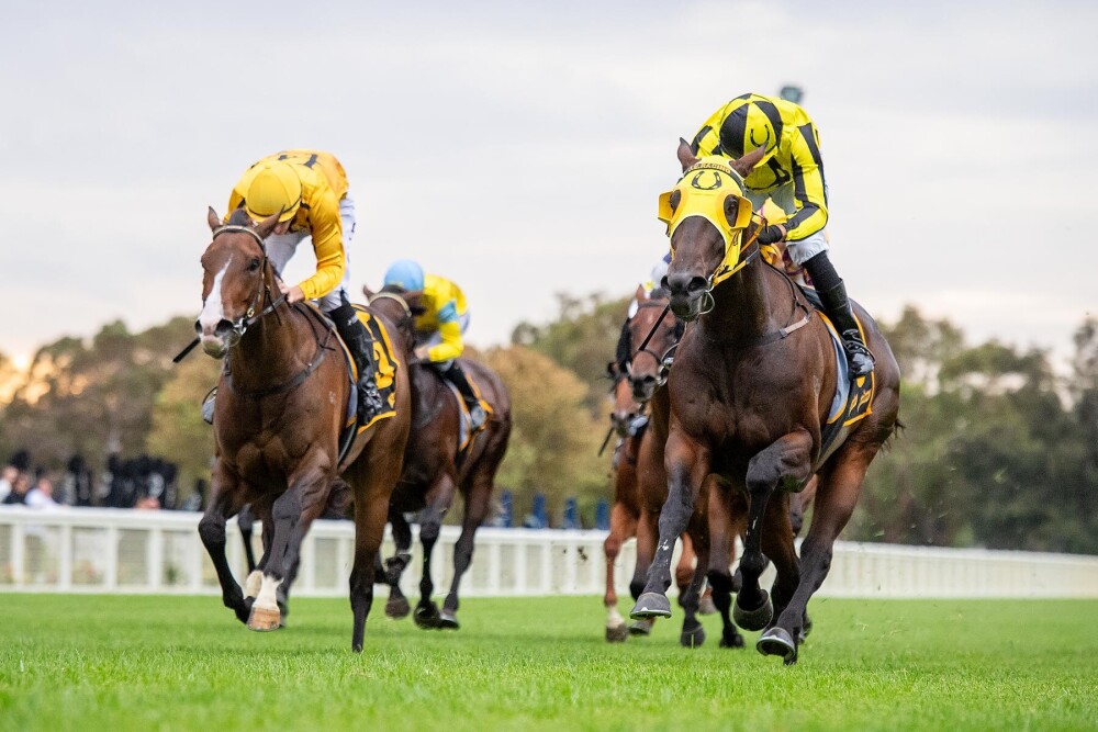 Fifth Stakes winner by Awesome Rock