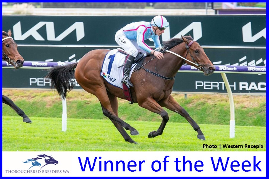 Capitola – TBWA Winner of the Week