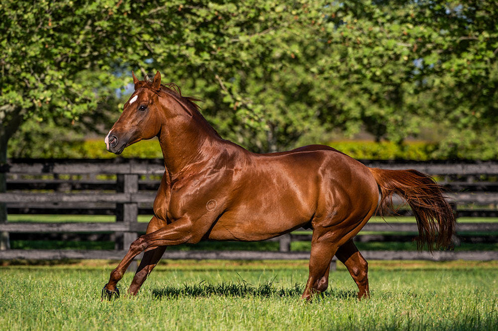 Shooting To Win to stand at Yarradale Stud