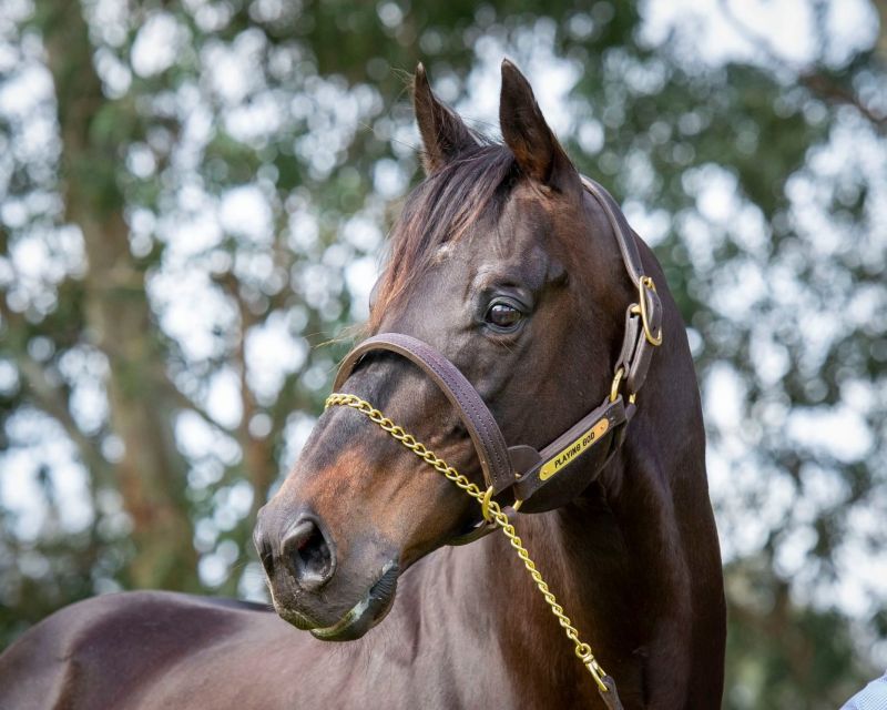 Playing God, 2025 Champion Sire Trix Of The Trade (Troy Turner) wins the G1 Railway Stakes in 2022