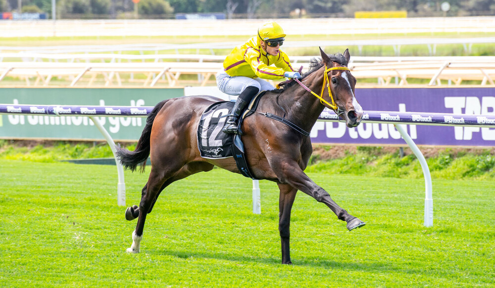 Masmelo another classic candidate by Maschino