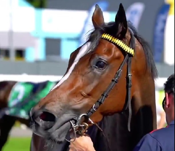 Bondi filly Blossoms for Mulberry Racing