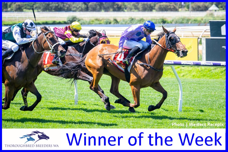 My Harv – TBWA Winner of the Week