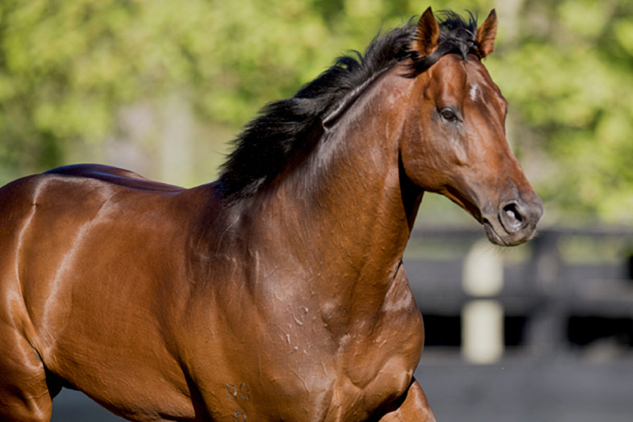 Green shoots set to bloom for Boy Crush