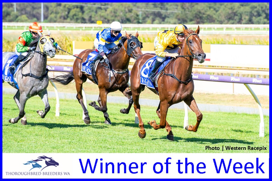 Southern Firetail – TBWA Winner of the Week