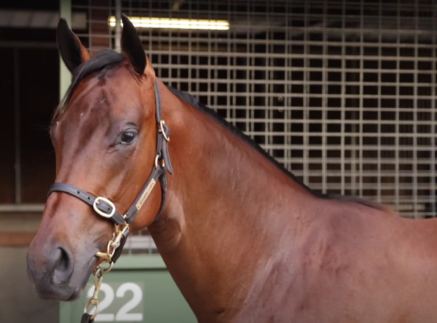 Amelia Park filly makes Top 10 at Magic Millions