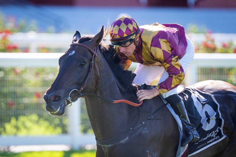 MM Sale: Playing God the go-to sire in Perth