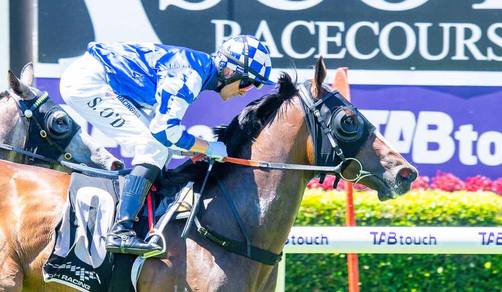 MM Sale: Eye-catching winners by Bondi