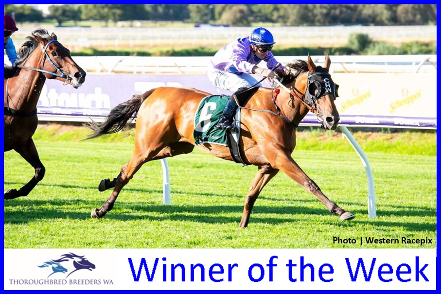 My Harv – TBWA Winner of the Week