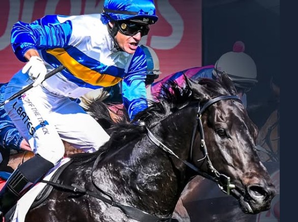 Boy Crush generating green shoots at Geisel