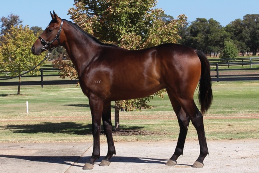 Fatty Finn a timely omen for Gracie