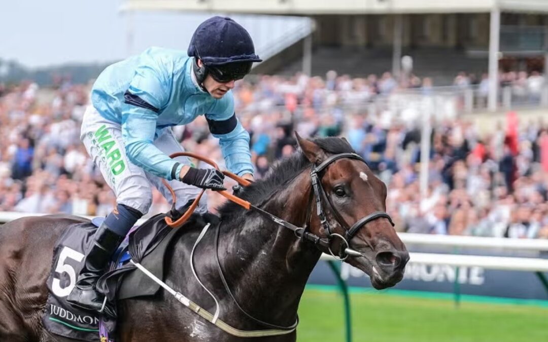 Royal Patronage (Fr) to stand at Darling View