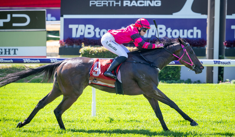 Scenic sire still making an Impact