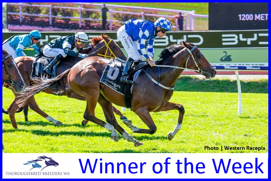 Quokka Rocka – TBWA Winner of the Week