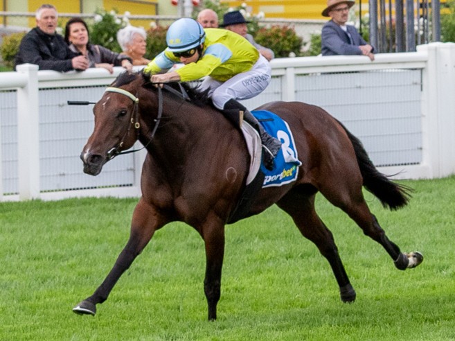 Super Smink for sale at Magic Millions