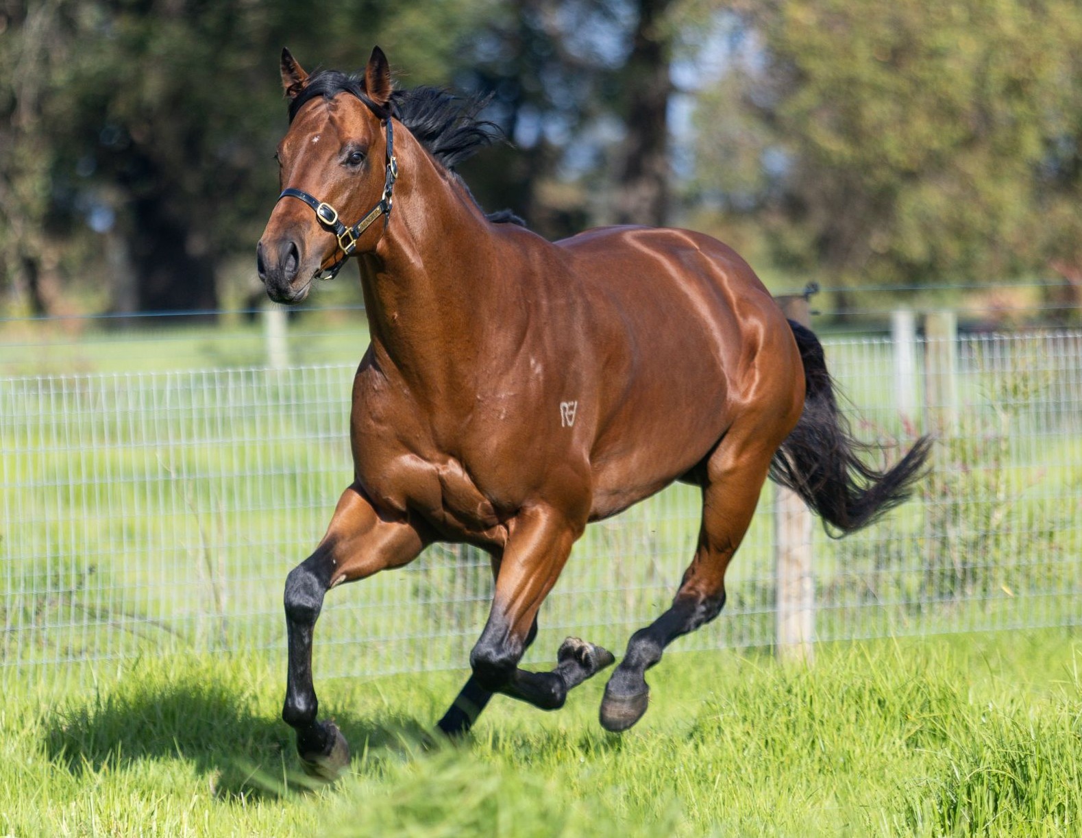 Straight Charge gallop2