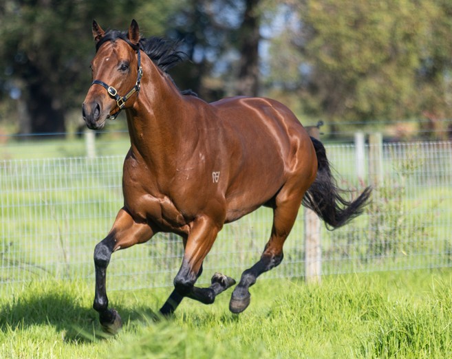 Westbury stands speed machine Straight Charge