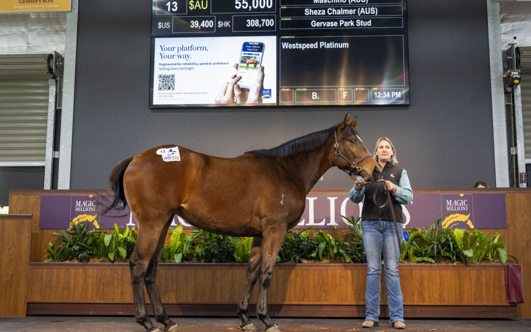 Maschino filly tops MM Winter Yearling Sale