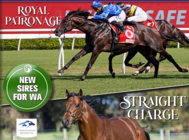 Westspeed Stallions Magazine online