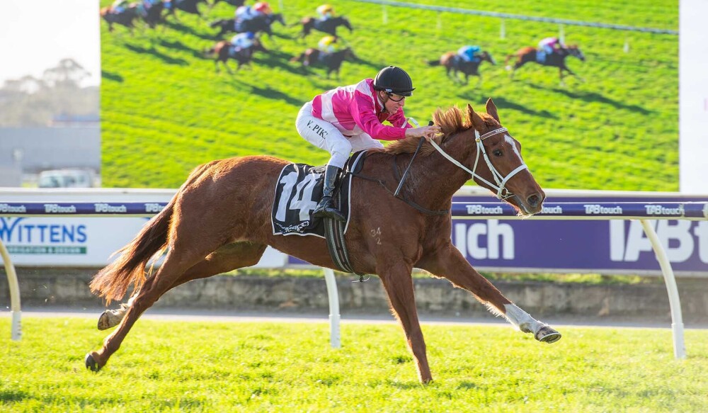 Western Miss bred in the Peters Purple