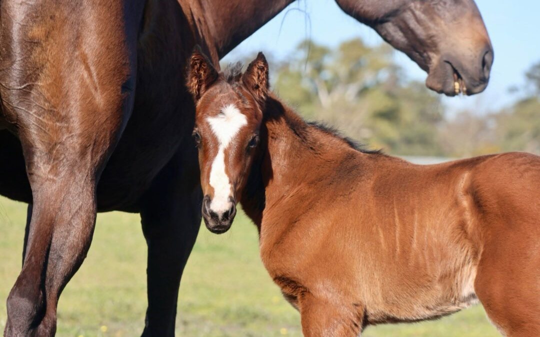 Right fit for orphan Foal