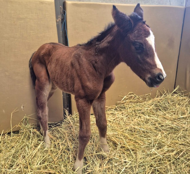 Foster mare and colt bonding at Gold Front
