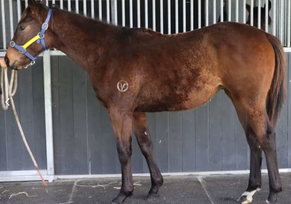 Ingratiating colt tops second Forest View Sale