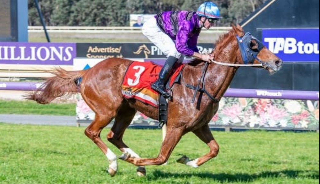 Williamson-bred winners gaining Momentum