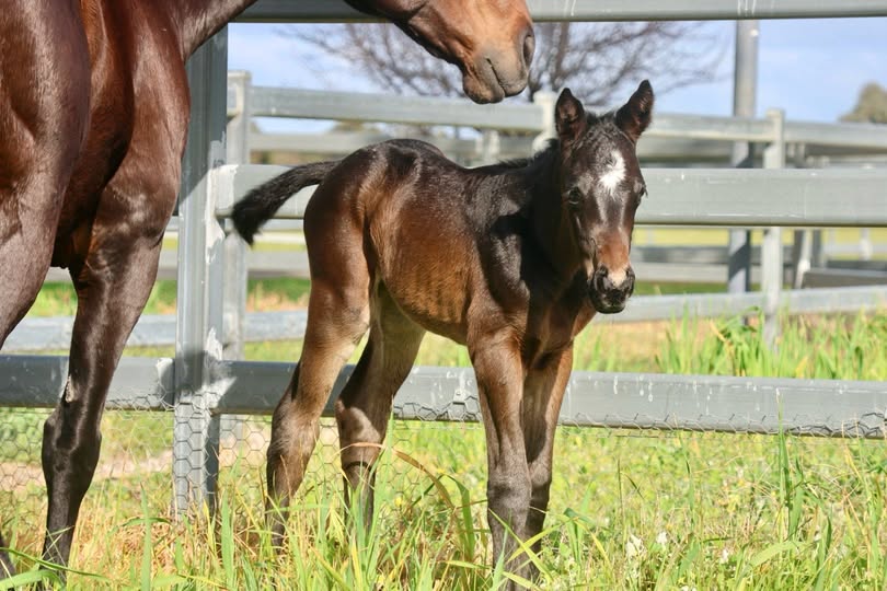 Foals of the Season – 12 August