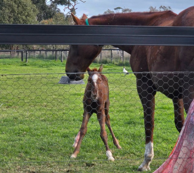 Foal season starts with ripper colt by Safeguard