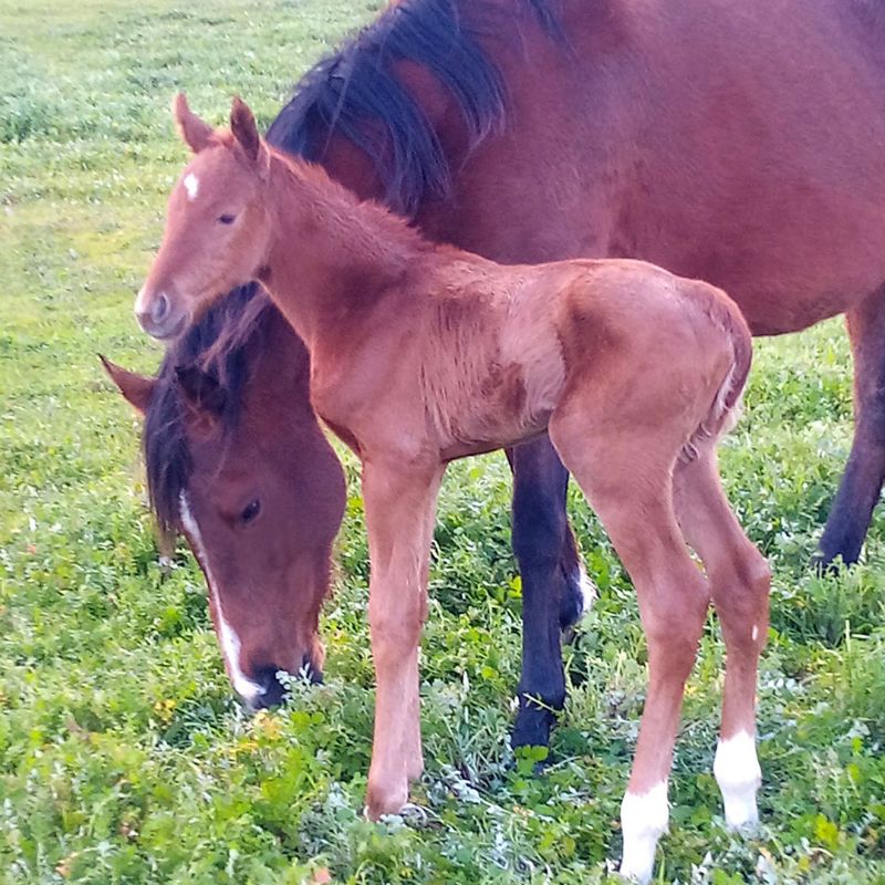 winning rupert - rain lily Filly