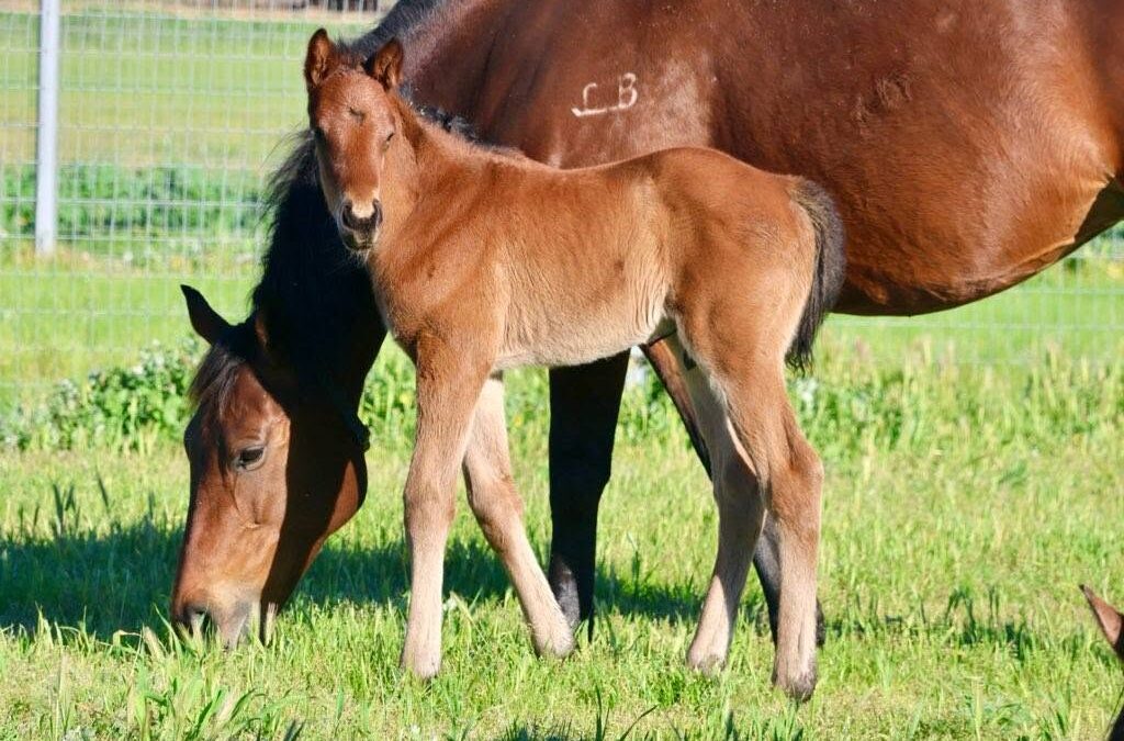 Latest foals by title-chasing Freshmen