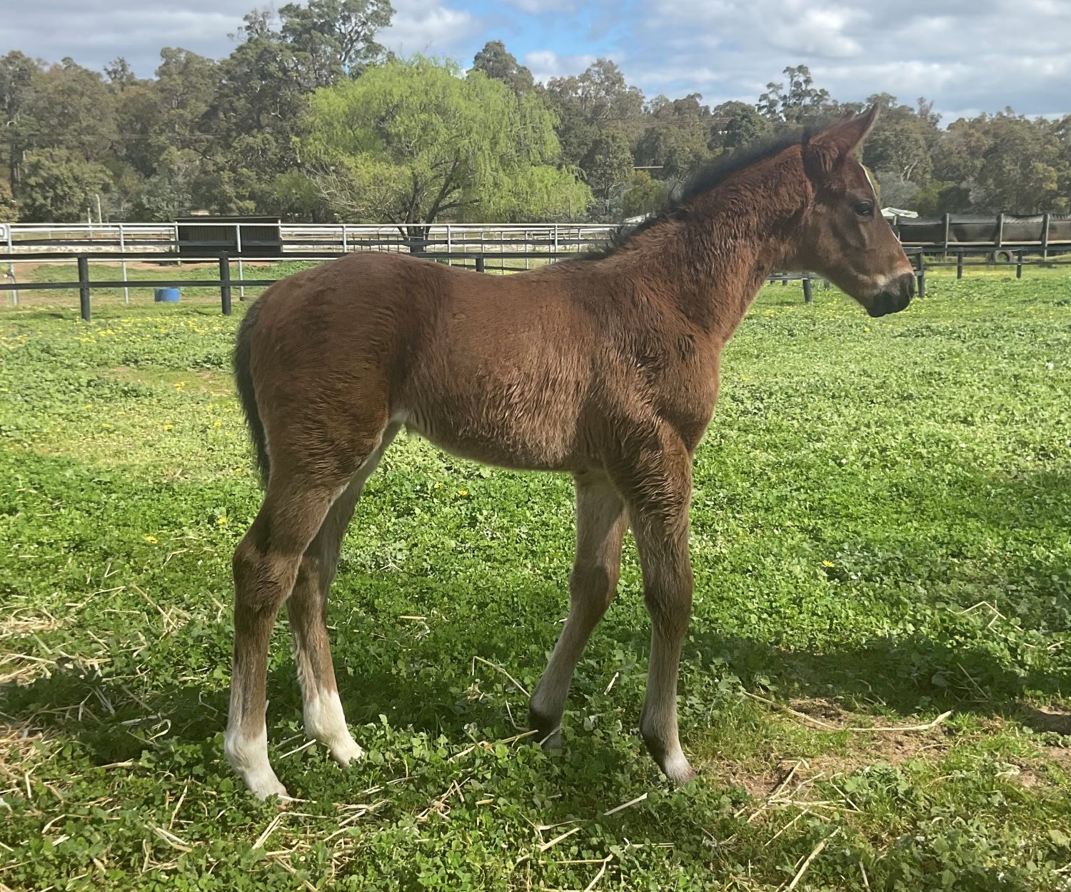 Cogburn-Battle Of Luxury Colt