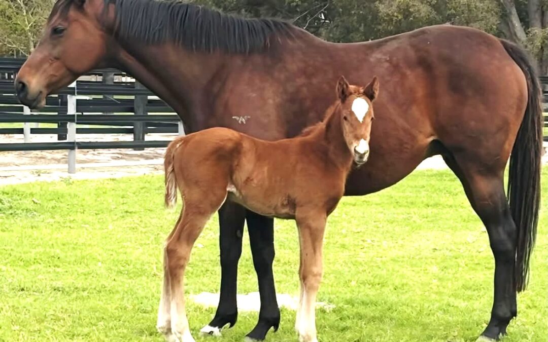 Exceptional foals by Ingratiating