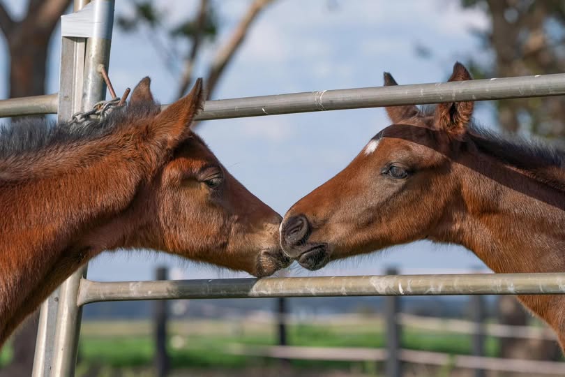 Full-book foals by Maschino