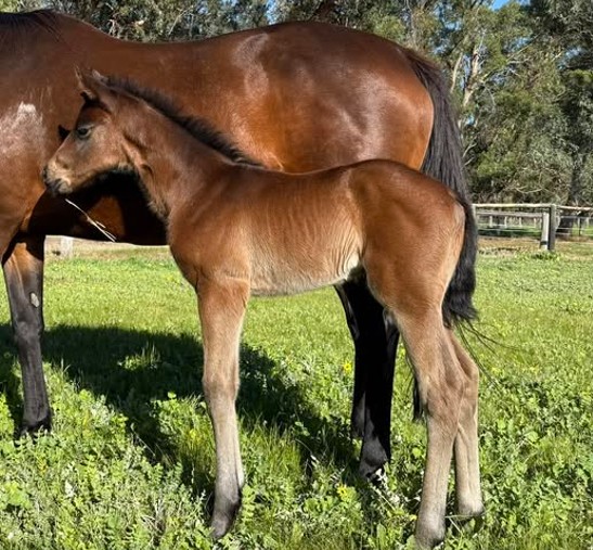 Your Foal. Your Declaration. Your Deadline.