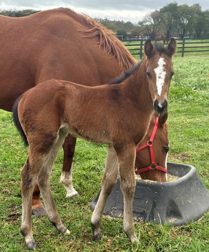 Playing God ex Lady Vega Filly