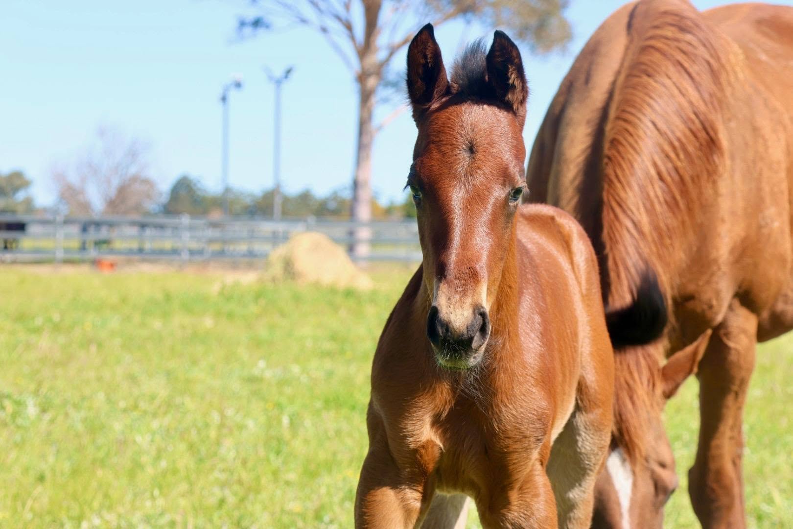 Sept 2 Rommel x Romaconi (filly)